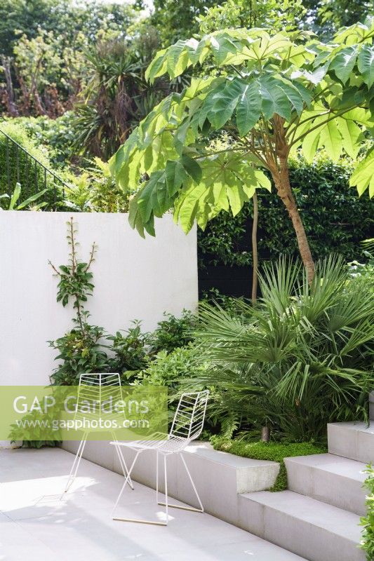 White metal chairs in modern tropical garden planting includes Chamaerops, Pittosporum and Tetrapanax Rex