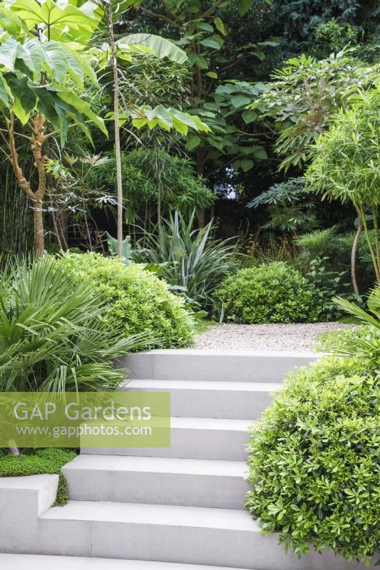 Grey steps in tropically planted garden. Planting includes Chamaerops, Pittosporum and Tetrapanax Rex