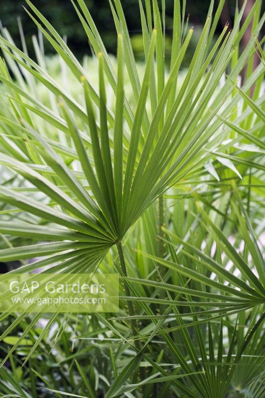 Chamaerops humilis - dwarf fan palm 