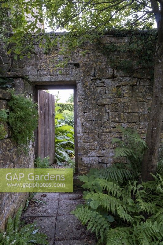 Shady paved courtyard garden, with ferns beneath tree canopy. Walled garden beyond, with opened gate leading through