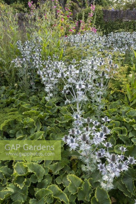Eryngium 'Miss Willmott's Ghost' in drifts with Teasel and Hollyhock behind