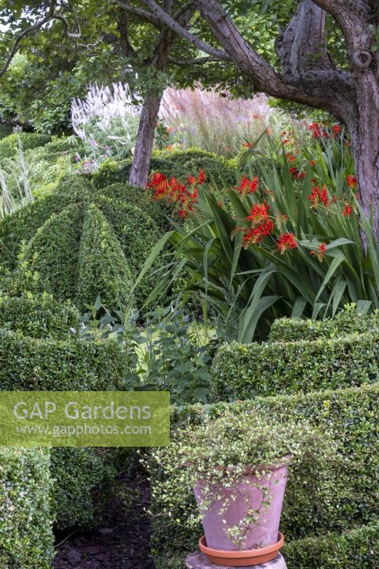 Box topiary spirals with Croccosmia 'Lucifer'