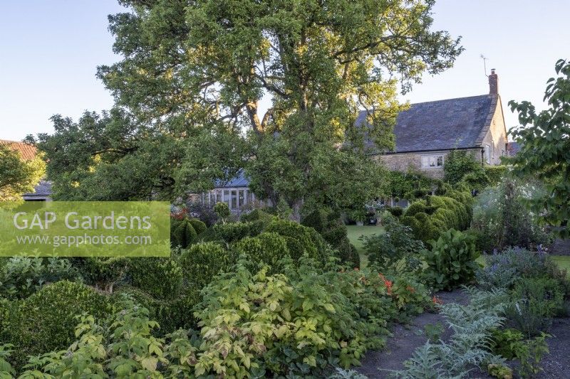 Fruit bushes and artichokes in vegetable patch, with box topiary behind, in large summer farmhouse garden