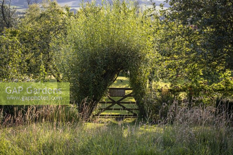 Willow archway with gate through to Orchard beyond, in wild flower meadow with Yorkshire-fog, Holcus lanatus