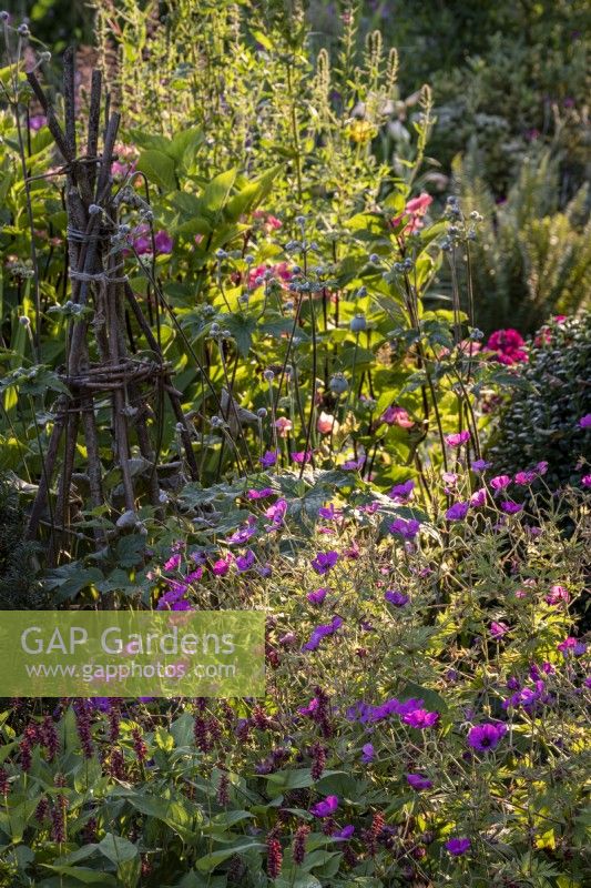 Geranium psilostemon and Persicaria amplexicaulis with Hazel plant support behind in summer border