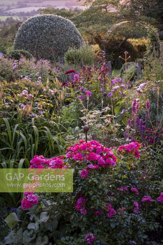 Late afternoon light on summery informal orders filled with pink, purple and blue perennial flowers.