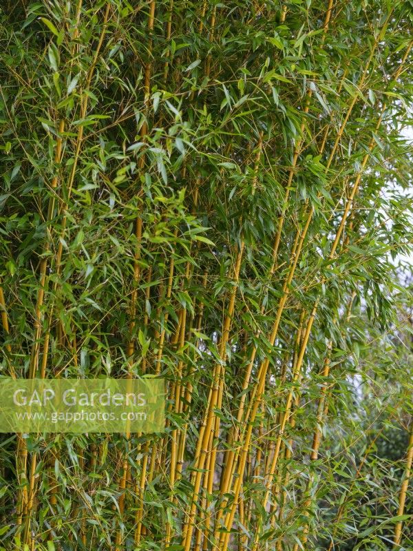 Phyllostachys aureosulcata f.spectabilis, Showy Yellow Grove Bamboo, February.