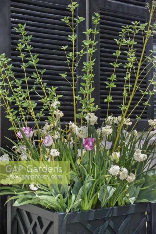 Metal planter with spring colour plants including Cornus sericea 'Flaviramea'- golden twig dogwood, Narcissus 'Erlicheer' - daffodil 'Erlicheer', Tulipa 'Holland Bouquet' and Tulipa 'Sweetheart' at Chanticleer Garden, PA, USA