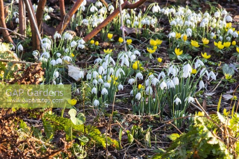 A winter display of snowdrops and winter aconites at The Picton Garden.