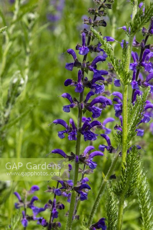 Salvia pratensis - clary sage - June