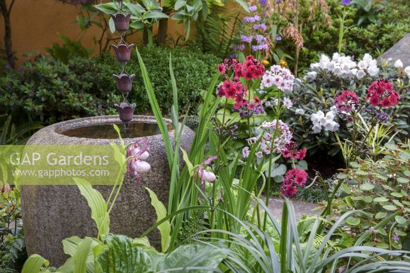 Small Japanese style garden with a round stone water feature, copper rain chain, Primula japonica - candelabra primula, Cypripedium cv - Lady's slipper orchid, Iris, ferns, Rhododendron and Myosotidium hortensia - Chatham Island forget-me-not