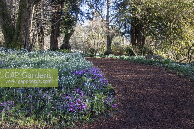 A chipped bark path winds past borders of Cyclamen coum, Crocus tommasinianus and snowdrops at Colesbourne Park.