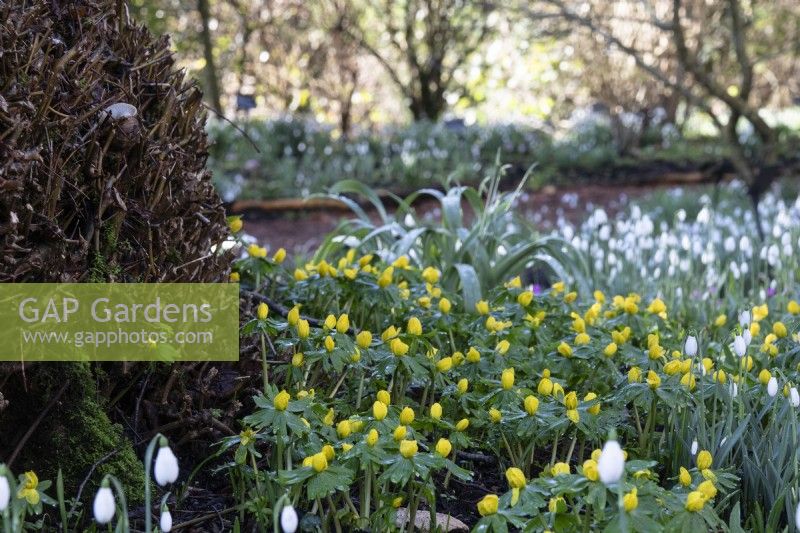 Naturalised Eranthis hyemalis at the foot of a tree with snowdrops in the background at Colesbourne Park.