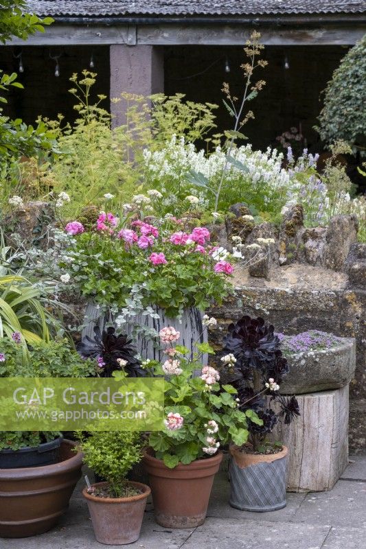 Geraniums and Aeoniums in summer container collection