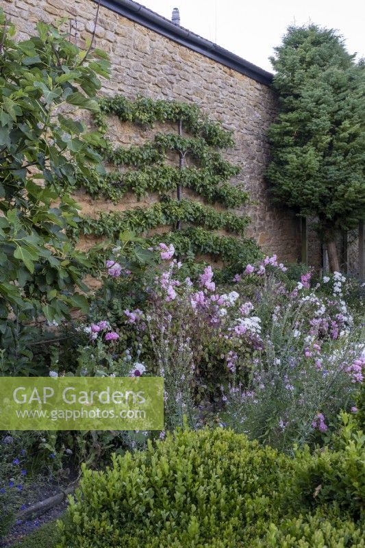 Espaliered Pear tree against an old stone wall with mixed cottage style planting in front