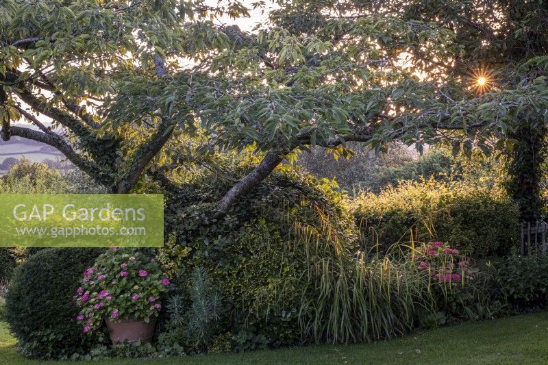 Prunus 'Shirotae' giving shade in informal summer garden with potted Hydrangea, Euphorbia and Carex pendula, Sedge