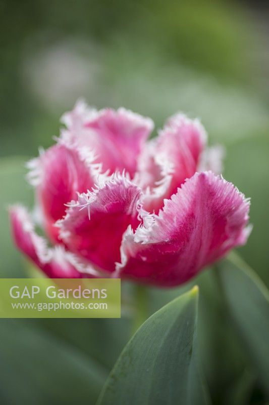 Tulipa Queensland