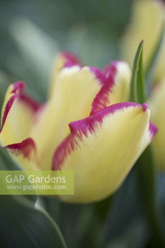 Tulipa Cape Town