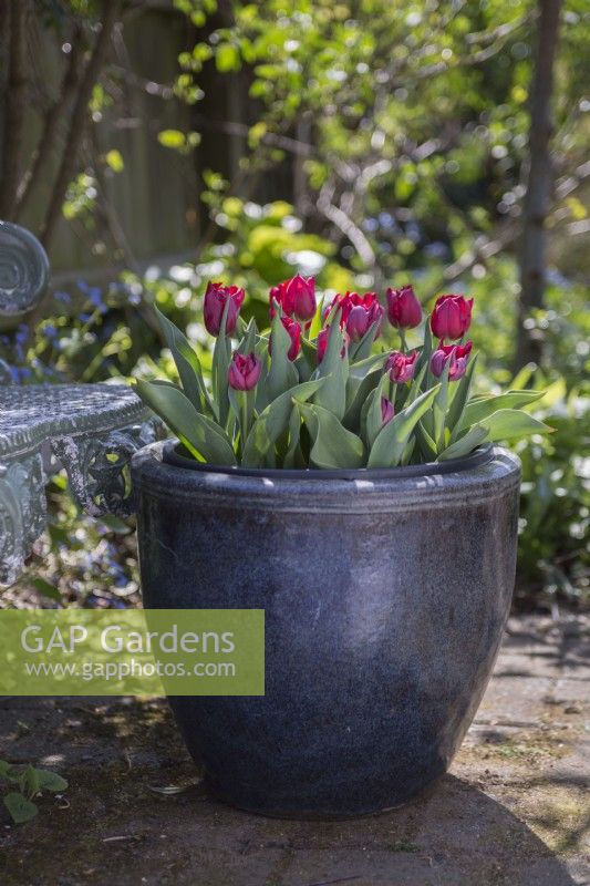 Tulipa Couleur Cardinal in a pot