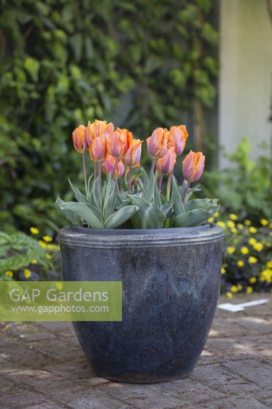 Tulipa Prinses Irene in a pot