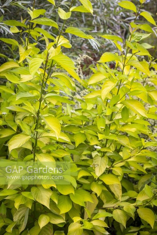 Cornus alba f. aurea sibirica AGM - Golden Tartarean dogwood