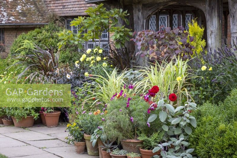 Pot display outside the porch at Great Dixter with dahlias, pleactranthus, cosmos and miscanthus