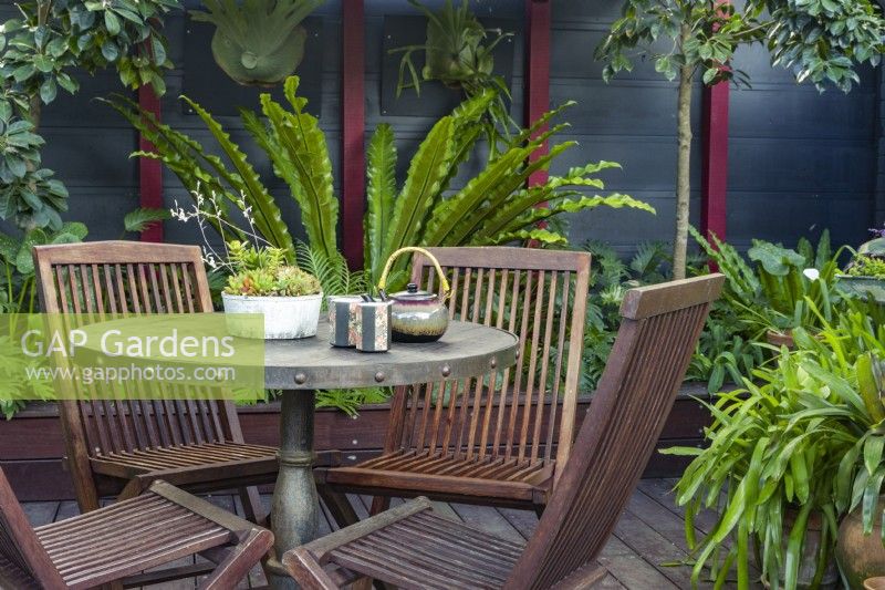 A pot of mixed succulents, teapot and cups on a timber table with chairs, in a sub tropical courtyard garden.