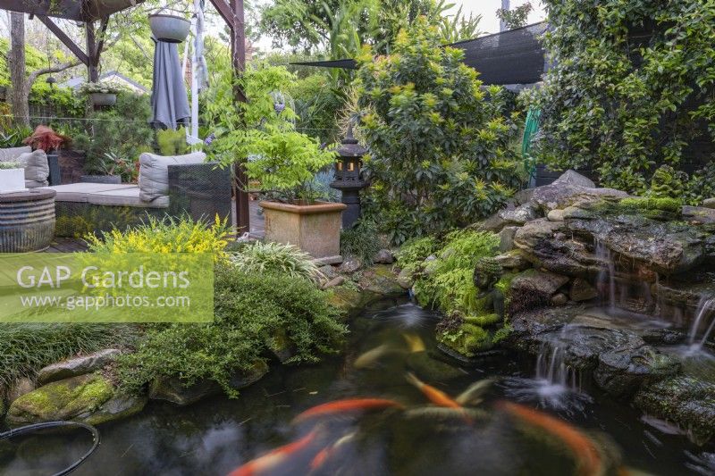 Koi carp pond at dusk with waterfall in front of an outdoor entertaining area.