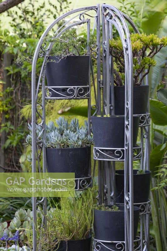 Collection of potted plants in of a freestanding arched metal pot stand with succulents, featuring a Blue Chalk Sticks with silver foliage.
