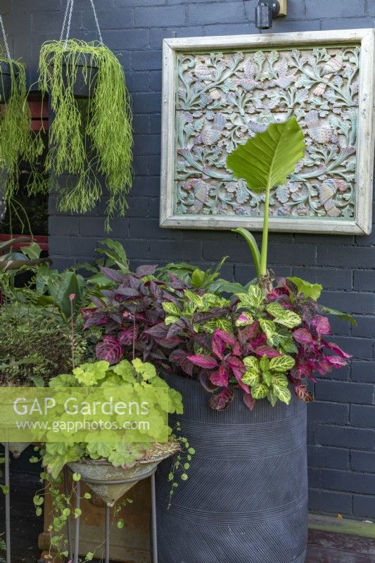 A display of pots, one with colourful foliage of Iresine herbstii - Bloodleaf - with Alocasia, plus Heuchera in metal pot stand and a hanging basket with Rhipsalis.