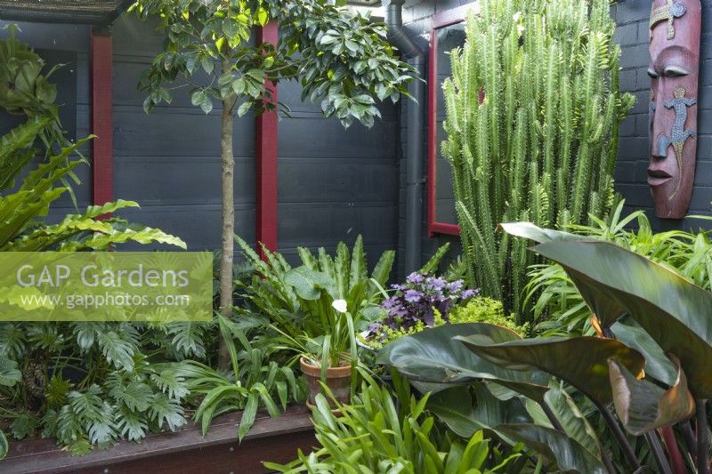 Corner detail of a raised garden in a shady sub-tropical garden featuring, a wall mounted mirror, potted orchids and a large Birds Nest fern.