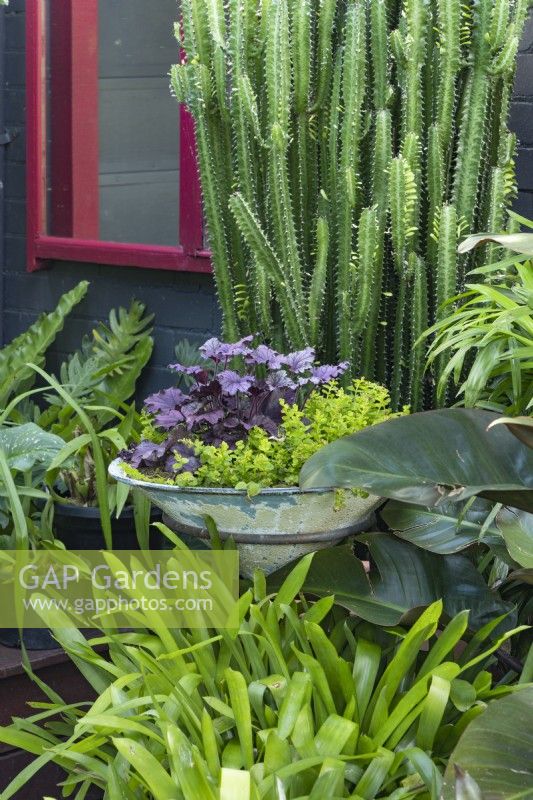 Detail of a shade garden with around pot on metal stand planted with purple leaved Heuchera and Creeping Jenny, bromeliads, Philodendron and a Euphorbia.