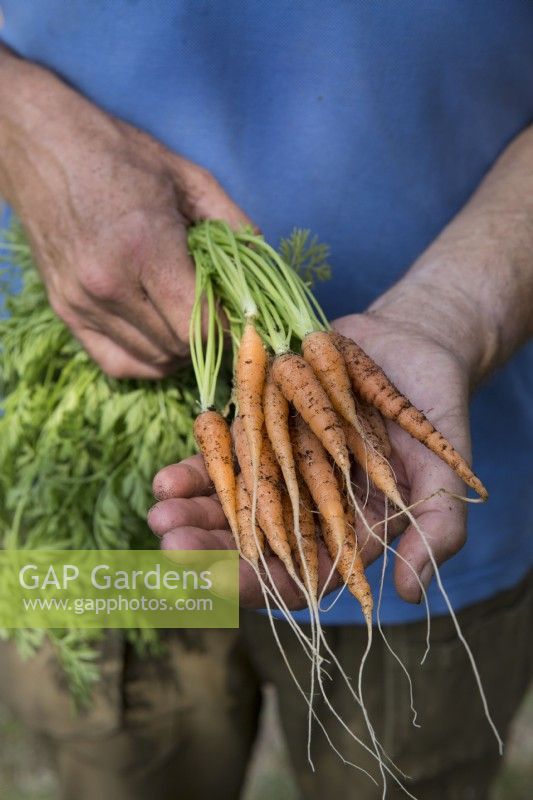 Carrot 'Marion'
