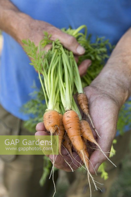 Carrot 'Short and Sweet'
