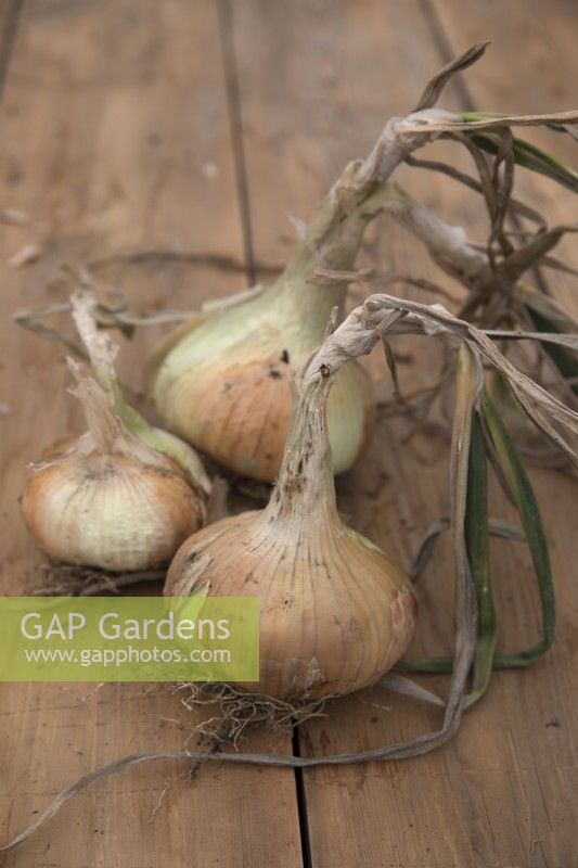 Onion 'Jaune des Cevennes'

