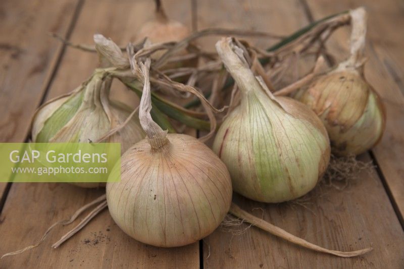Onion 'Globo'
