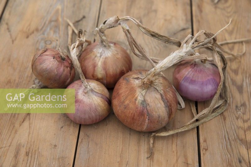Onion 'Isobel Rose'
