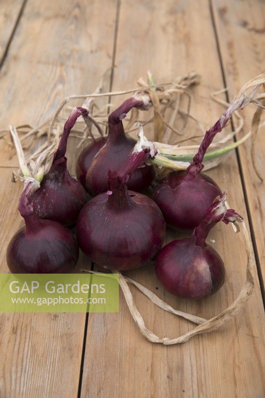 Onion 'Red Pearl'
