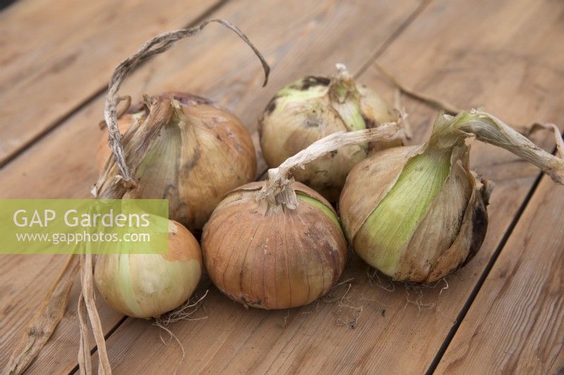Onion 'Dulcinea'
