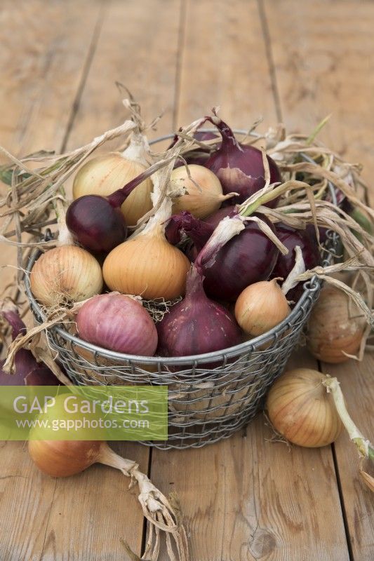 Different varieties of red and white onions in a metal basket