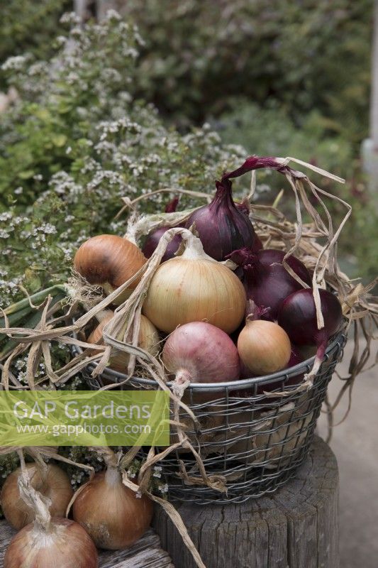 Different varieties of red and white onions in a metal basket in outdoor location
