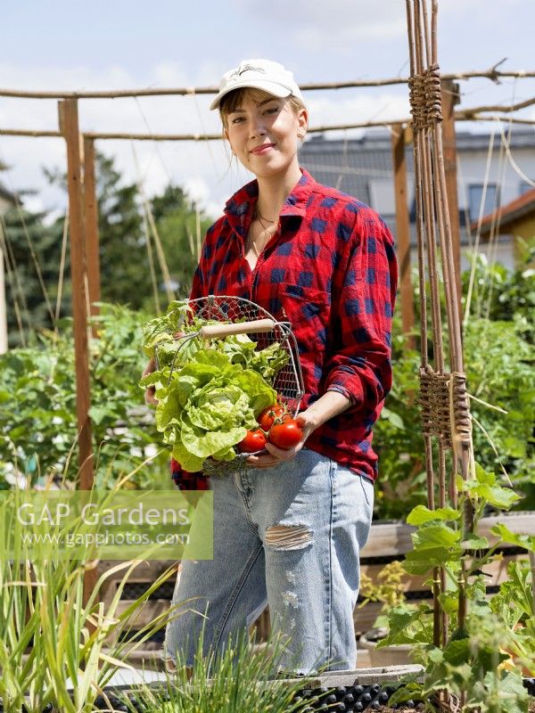 Young woman holding a wire trug of lettuce and tomatoes in urban vegetable garden, summer August