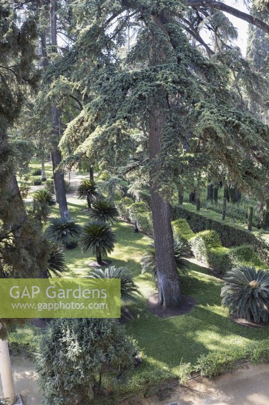 A view down onto the Real Alcazar Palace gardens, with young date palms and a wavy, clipped hedge. Seville. Spain. September. 