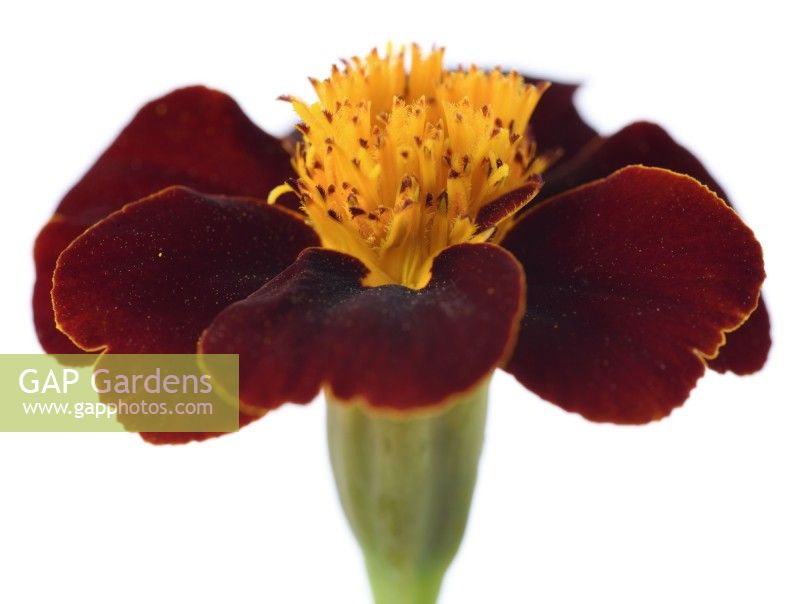 Tagetes patula  'Red Knight'  French marigold  August
