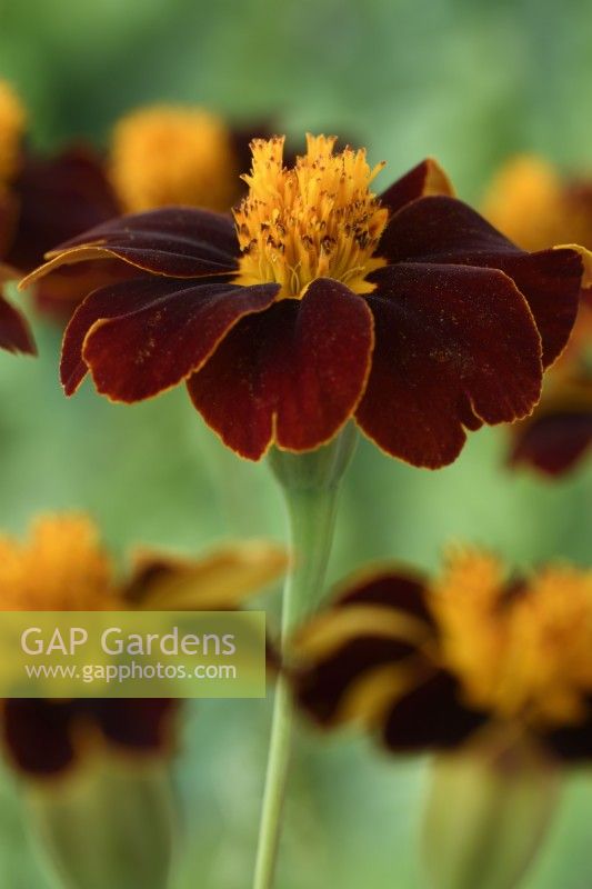 Tagetes patula  'Red Knight'  French marigold  August