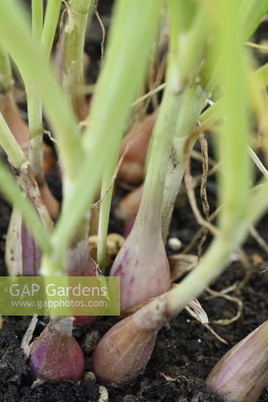 Allium cepa  Aggregatum Group  'Figaro'  Seed grown shallots  September