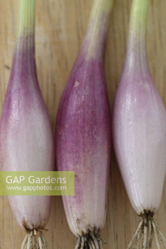 Allium cepa  Aggregatum Group  'Figaro'  Peeled freshly harvested seed grown shallots  September