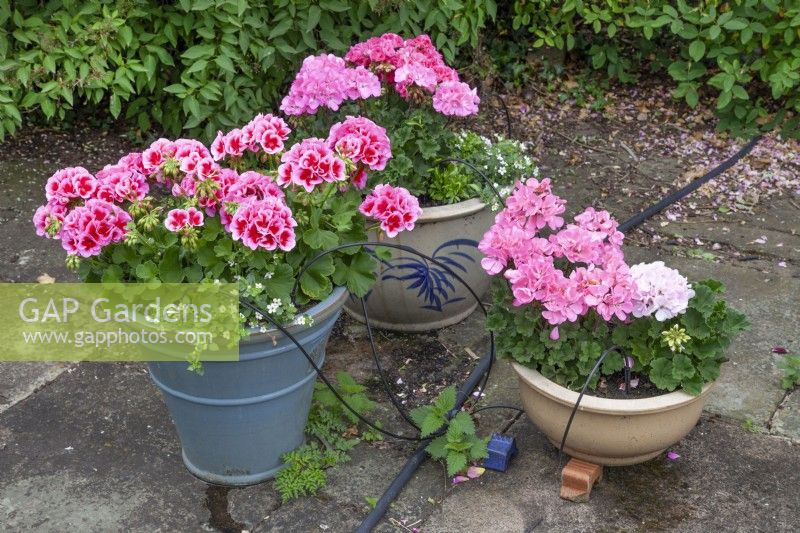 Pots of pelargoniums with watering system, June