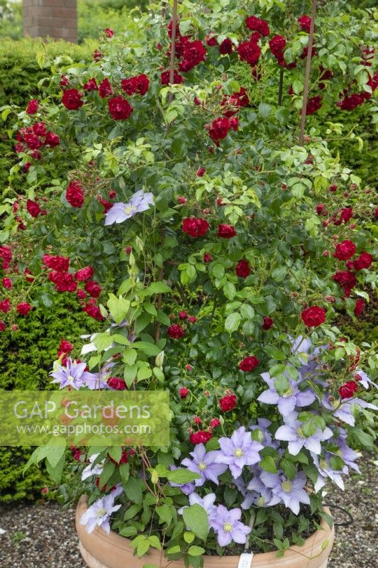Clematis Cezanne in combination with a red David Austin Rose, June