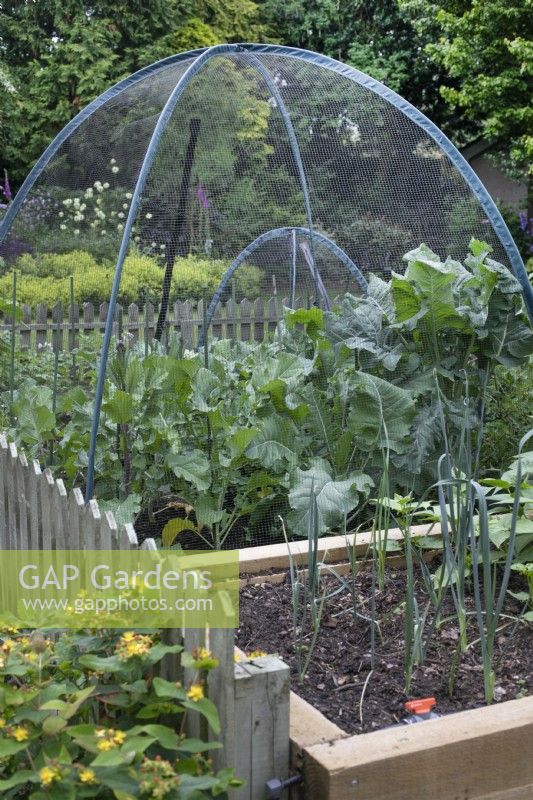 Raised vegetable beds with net covers at North Cottage, Whittington - open for Charity, June